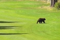 Zostali ako obarení: Golfistov počas turnaja prekvapil medveď!