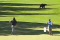 Zostali ako obarení: Golfistov počas turnaja prekvapil medveď!