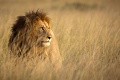 Luxusná dovolenka na safari sa zmenila na horor: Patricka napadol v stane lev, už nikdy nebude ako predtým