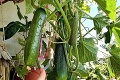 Viktória z Ružinova má doma 6 detí a neobyčajnú záhradu: Ako si na balkóne vypestovať zeleninu?