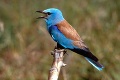 Ornitológovia jasajú: Na návrat drahokamu medzi vtákmi čakali dlhé roky!