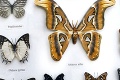 Na výstave vo Veľkom Šariši čakajú na vyliahnutie najväčšieho motýľa na svete: Zvláštne rituály s kuklami!