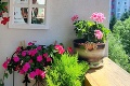 Dôchodkyňa má doma rozkvitnutý raj: Na balkóne mi rastie 27 druhov kvetín!