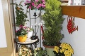 Dôchodkyňa má doma rozkvitnutý raj: Na balkóne mi rastie 27 druhov kvetín!