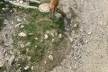 Turistické chodníčky vo Vysokých Tatrách nelákajú iba ľudí: Aha, ktoré zvieratká si hľadajú dvojnohých kamošov!