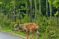 Turistické chodníčky vo Vysokých Tatrách nelákajú iba ľudí: Aha, ktoré zvieratká si hľadajú dvojnohých kamošov!