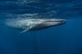 Šialený zážitok, potápač skončil v tlame veľryby: Povedal som si, že toto je môj koniec