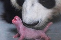 Dávka rozkošnosti: V Južnej Kórei sa narodilo prvé prirodzene počaté mláďatko pandy