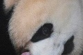 Dávka rozkošnosti: V Južnej Kórei sa narodilo prvé prirodzene počaté mláďatko pandy