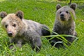 Polročné medvieďatá opustila mama: Siroty Filip a Máša sú hitom košickej zoo