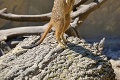 Kuriózny problém v bratislavskej zoo: Bláznivé surikaty si zbúrali vlastné bývanie