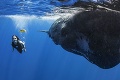 Úžasné zábery vorvaňa a potápačky: S obrom bok po boku