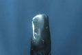 Úžasné zábery vorvaňa a potápačky: S obrom bok po boku