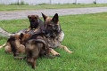 Najstarší policajný pes na Slovensku ide do dôchodku: Jess zachránila 2 ľudské životy!