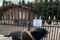 Labradora našli uviazaného o zábradlie: Odkaz, ktorý mal pri sebe, zlomí milovníkom psov srdce