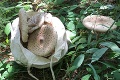 V lesoch už nerastú iba hríby: Ľubo objavil huby pre fajnšmekrov, ktoré zvyknú rásť na jeseň!