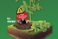 Premnožené slizniaky ničia úrodu: Ako vyhnať škodcov zo záhrady?