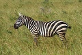 Bojnická zoo získala mimoriadne vzácnych obyvateľov: Takýto párik nájdete už len v Ugande