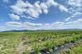 Najväčší čučoriedkový sad na Slovensku čaká prvý zber: Farmári mysleli na všetko! Špeciálna ochranka pre sladké plody