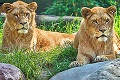 Leví frajer z bojnickej zoo má až dve nápadníčky: Ramzes išiel na pytačky do Holandska