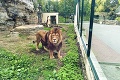 Leví frajer z bojnickej zoo má až dve nápadníčky: Ramzes išiel na pytačky do Holandska