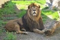 Lev Ramzes z Bojníc sa už udomácňuje v zahraničí: Prvá foto nového vládcu holandskej zoo