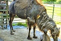 Nečakané prekvapenie v košickej zoo: Ťavia mama Vanda pokorila s mláďatkom č. 6 osobný rekord