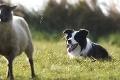 Ceny ovčiarskych psov trhajú rekordy: Za takúto šialenú sumu sa predala sučka border kólie