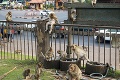 Thajské mesto Lopburi ovládli opice: Obyvateľov terorizujú sexuchtivé makaky