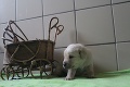 Smutný osud asistenčného psíka: Evitku ničí choroba, klientka sa pomoci tak skoro nedočká