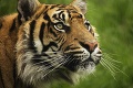 V Indonézii zahynul ohrozený tiger sumatriansky: Osudnou sa mu stala ovca