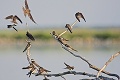 Stovky vzácnych vtákov sa usídlili pri Kováčovciach: Ochranári ich prilákali vďaka bagru