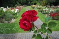 Utekajte, kým tam ešte sú: Botanickú záhradu v Bratislave rozvoňalo vyše 2 000 ruží