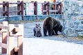Na Hrebienku sa zjavila medvedica s mladými: Neďaleko nich bola desiatka turistov