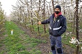 Pestovatelia z Ostratíc ratujú ovocie aj vrtuľníkom: Smutné slová o tohtoročnej úrode