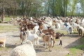 Manželia z východu majú 200 kôz a 20 oviec: Nikdy by vám nenapadlo, na čo ich chovajú