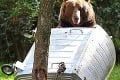 V našich lesoch operuje kvôli medveďom špeciálny zásahový tím: Začína rizikové obdobie