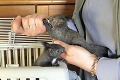 Záchranná akcia v Topoľovke: Malé veveričky spadli zo stĺpu verejného osvetlenia