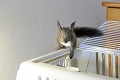 Záchranná akcia v Topoľovke: Malé veveričky spadli zo stĺpu verejného osvetlenia