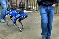 Majú špeciálneho pomocníka: Robotický pes sa stal novým členom polície! Stál pekný balík