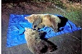 Šéf zásahového tímu vysvetľuje usmrtenie medvedice v Tatrách: Vlámala sa do cukrárne aj koliby