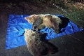 Smutný zásah vo Vysokých Tatrách: Ochranári museli pri medveďoch pristúpiť k najkrajnejšiemu riešeniu