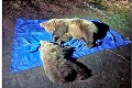 Vojna v TANAP-e: Ochranári sa rozhádali s lesníkmi, usmrtenie medvedice s malým vyšetruje polícia!