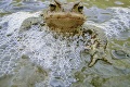 Žaby putovali za láskou, skončili vo vypustenom bazéne: Záchranná akcia
