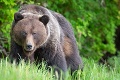 Škandál okolo poľovačky v Karpatoch: Rakúsky princ zacvakal tisíce eur, aby mohol zabiť medveďa