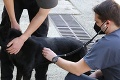 Najstarší policajný pes na Slovensku ide do dôchodku: Jess zachránila 2 ľudské životy!