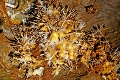Ochtinská jaskyňa je svetovým pokladom: Pod zemou nájdete koral aj tento výnimočný symbol!