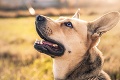 Ako porozumieť psom? Toto sú rady veterinárky