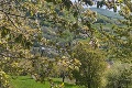 Dve slovenské miesta pokryté bielou perinou: Posledná lyžovačka verzus rozkvitnuté čerešne!