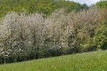 Dve slovenské miesta pokryté bielou perinou: Posledná lyžovačka verzus rozkvitnuté čerešne!